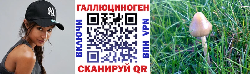 Псилоцибиновые грибы ЛСД что такое кракен как войти дарк нет официальный сайт Кизилюрт